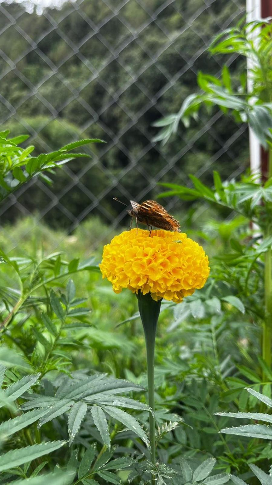 Krishna Kutir, Talla Ramgarh By The Meditating Society Exteriér fotografie